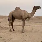 فحل ابل طيب ومشروط