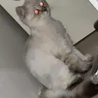 قط هملايا بلو ذكر