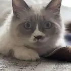 للتبني هملايا و بلدي