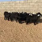 نعاج نجد