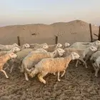 مراح حريات دفيع ورغايث تم البيع