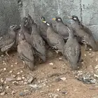 حجل رملي مصرح