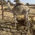 بكار لحم للبيع
