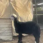 خروف نجدي ورخل نعيميه