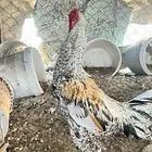ديك سندي