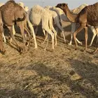 حشو طيه وفاخرة للبيع