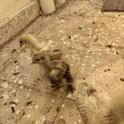 دجاج براهما للبيع