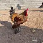 ديك مشروك