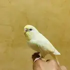طير باجي