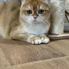 قط سكوتش فولد NY12 للبيع