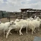 ضان دفيع