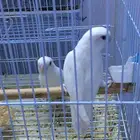 جوز روز البينو عيون حمر