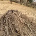 جريد نخل. للبيع