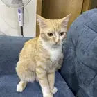 قط ذكر اليف للتبني مجانا