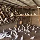 حمام فرنسي جامبو