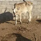 حسيله فل شحم