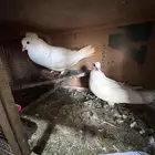 جوز حمام مصري