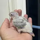 فرخ كنيور اناناس غر انتاج محلي