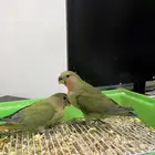 طيور روز اليفه