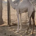 للبيع بكره شكل فل وسلاله طيبه