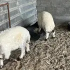 هراافى نعيم تربيه