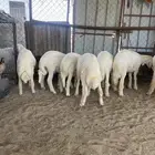 بهم