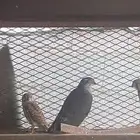 صقور باز وشبوط