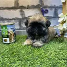 للبيع جراوي شيتزو تي كاب