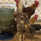 البيع ديك فارسي تلقح شرط