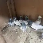 الاحساء الهفوف