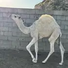 قعود. حشوان للبيع