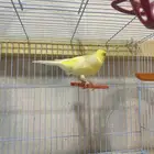 كناري ذكر
