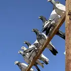 حمام بكستاني