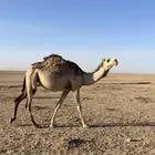 بكره حقه