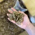 عود مروكي للمناسبات