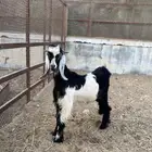 تيس جذع