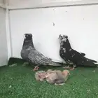 جوز قنادي