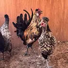 دجاج عربي افرق