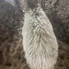 نعيمي للبيع