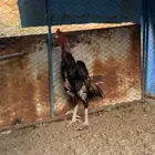 شامو ياباني