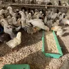 صوص دجاج بلدي