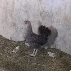 دجاجه محضنة شرط