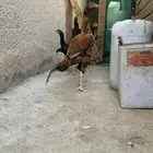 ديك سندي بيور