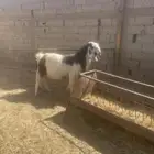 تيس فحل