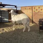 مشروع فحل