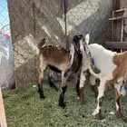 جفر لبيع طيبه اللي يبيه دوغير وتكل الموقع الخرج