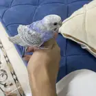 مدينة منورة طيور حب وليف