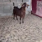 تيس فحل جنوبي ادهم صنف