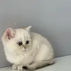 كيتن قطط قطوه قطه قط سكوتش