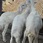 بادية العقيق